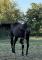Pouliche QH, PP, noire de 2021, a vendre