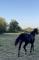 Pouliche QH, PP, noire de 2021, a vendre