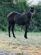 Pouliche QH, PP, noire de 2021, a vendre