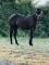 Pouliche QH, PP, noire de 2021, a vendre