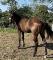 Pouliche QH, PP, noire de 2021, a vendre