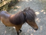 Cheval miniature