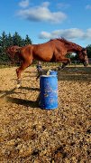 Dutch Warmblood à vendre