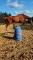 Dutch Warmblood à vendre
