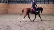 Dutch Warmblood à vendre