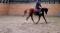 Dutch Warmblood à vendre