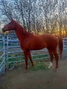Dutch Warmblood à vendre
