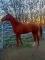 Dutch Warmblood à vendre