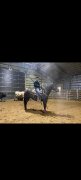 Recherche cheval de baril et ropping