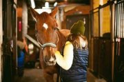Recherche groom équestre - à partir de janvier...