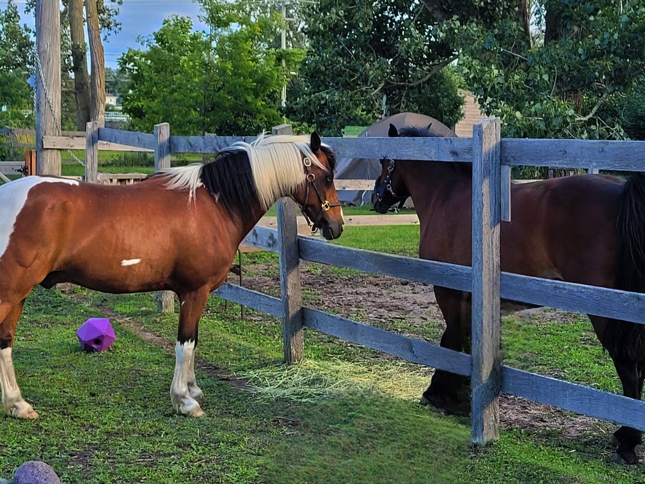 Poneys à la recherche d置ne nouvelle famille à vendre et à d