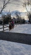 Poneys à la recherche dune nouvelle famille à vendre et à d