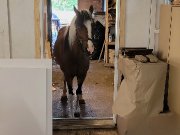 Poneys à la recherche dune nouvelle famille à vendre et à d