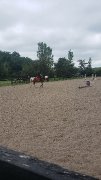 Poneys à la recherche dune nouvelle famille à vendre et à d