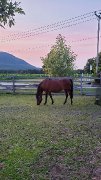 Poneys à la recherche dune nouvelle famille à vendre et à d