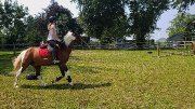Poneys à la recherche dune nouvelle famille à vendre et à d