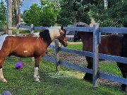 Poneys à la recherche dune nouvelle famille à...