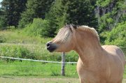 Fjords à vendre, la maman et sa petite