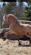 Fjords à vendre, la maman et sa petite