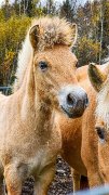 Fjords à vendre, la maman et sa petite