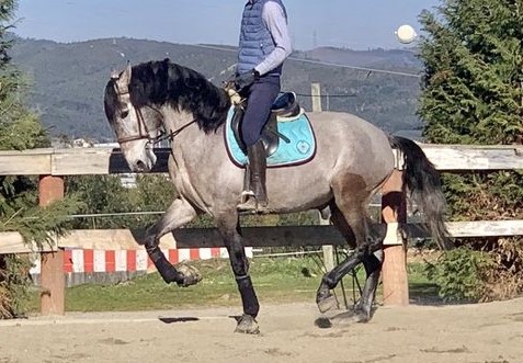 Oxford, a grey 5YO stallion Purebred Lusitano (PSL).