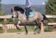 Oxford, a grey 5YO stallion Purebred Lusitano...