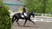 Entraîneur dressage
