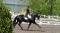 Entraîneur dressage
