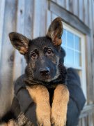 Chiots berger