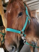 Cheval Qh pur race