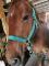 Cheval Qh pur race