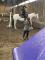 Cheval de reining