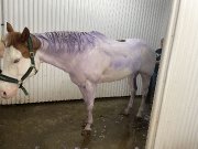 Cheval de reining