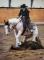 Cheval de reining
