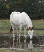 Cheval de reining