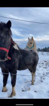 chevaux à vendre