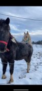 chevaux à vendre
