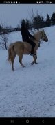 chevaux à vendre