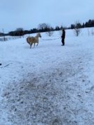 chevaux à vendre