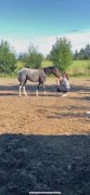 chevaux à vendre