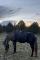 Selle dressage DEVOUCOUX 15"