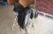 Selle de dressage Santa Cruze Platinum de Genesis
