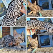 Femelle bengal rosette en coeur !