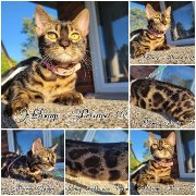 Femelle bengal Brown charcoal !