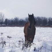 Cheval à vendre de 4 ans et demi