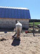 Paint horse enregistré