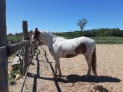 Paint horse enregistré