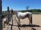 Paint horse enregistré