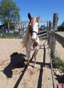 Paint horse enregistré