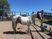 Paint horse enregistré